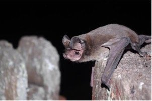 Eumops bonariensis