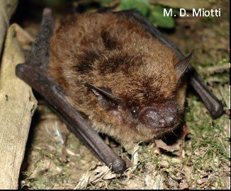 Neoeptesicus furinalis A AR 021 Cochuna