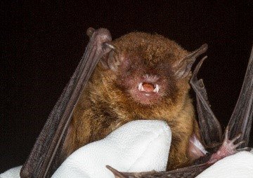 Eptesicus furinalis