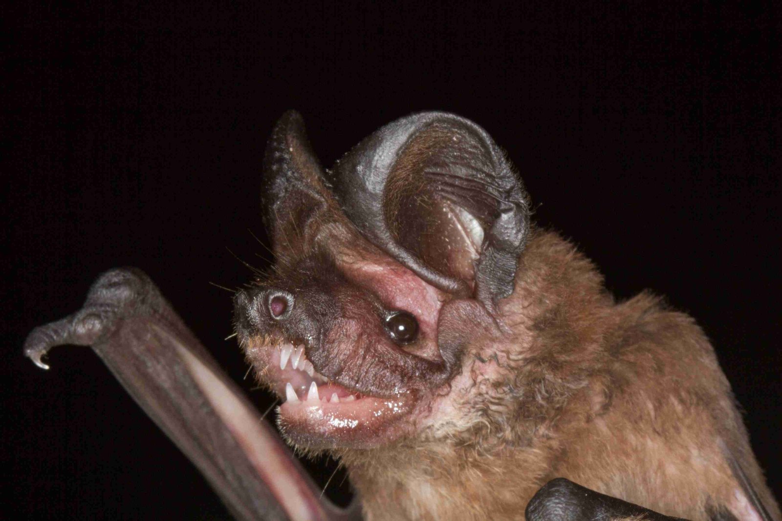 Eumops bonariensis compressed