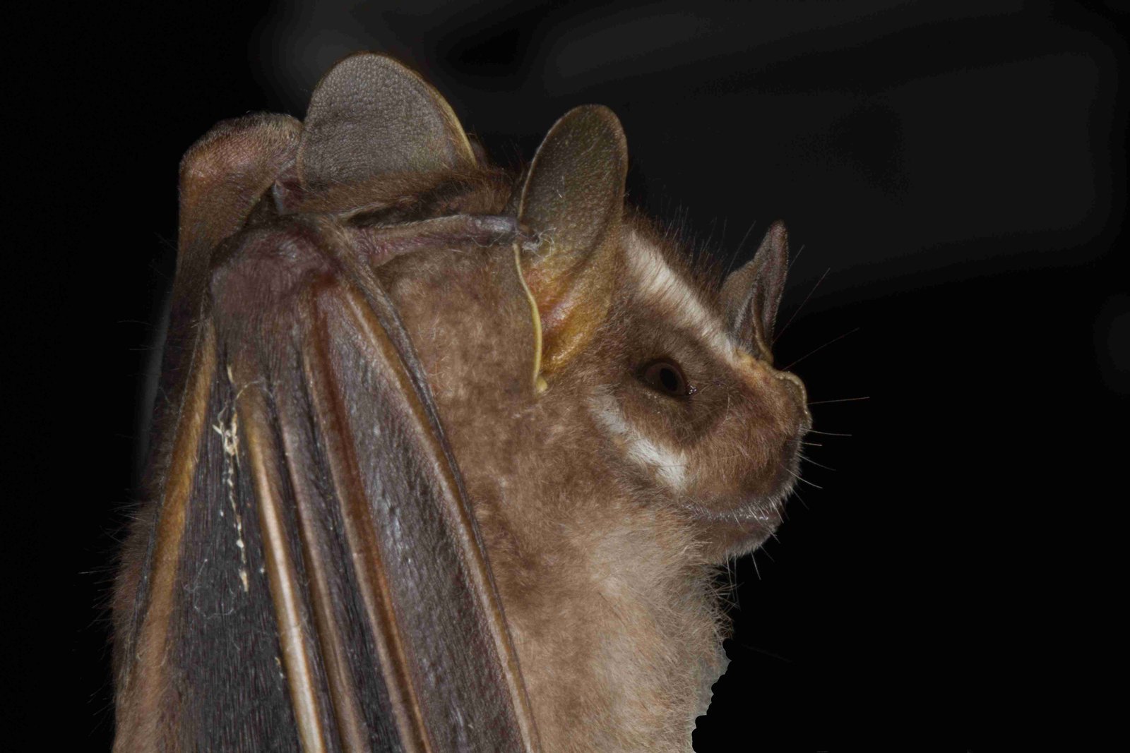 Platyrrhinus lineatus compressed