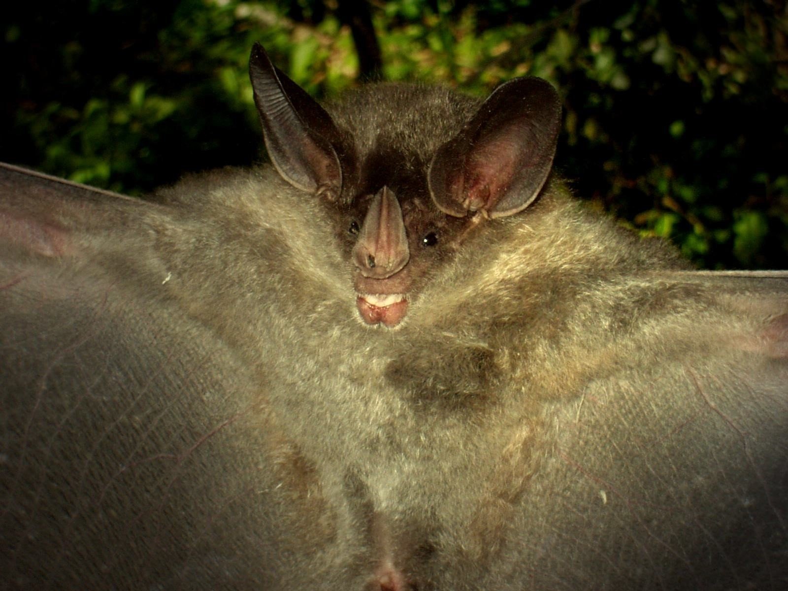 Chrotopterus auritus
