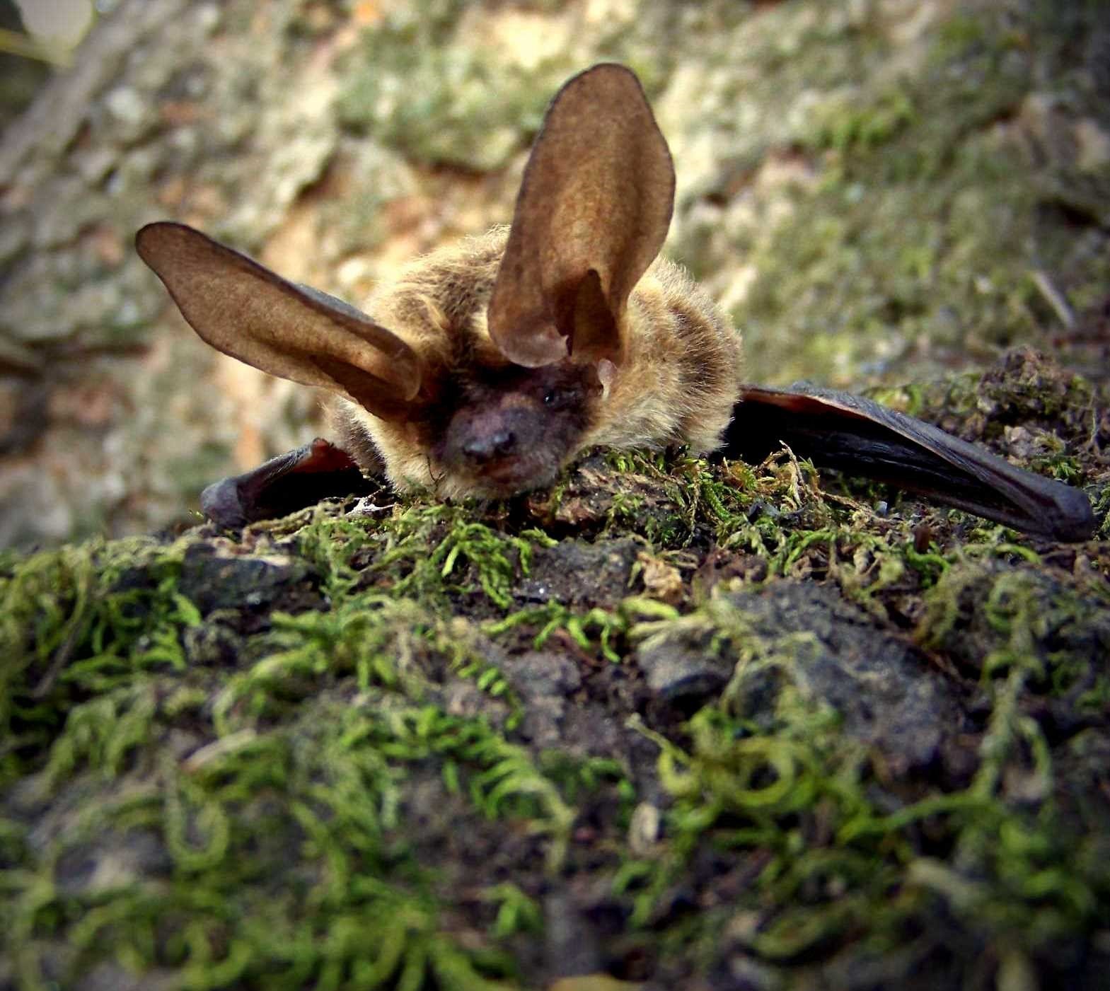Histiotus laephotis