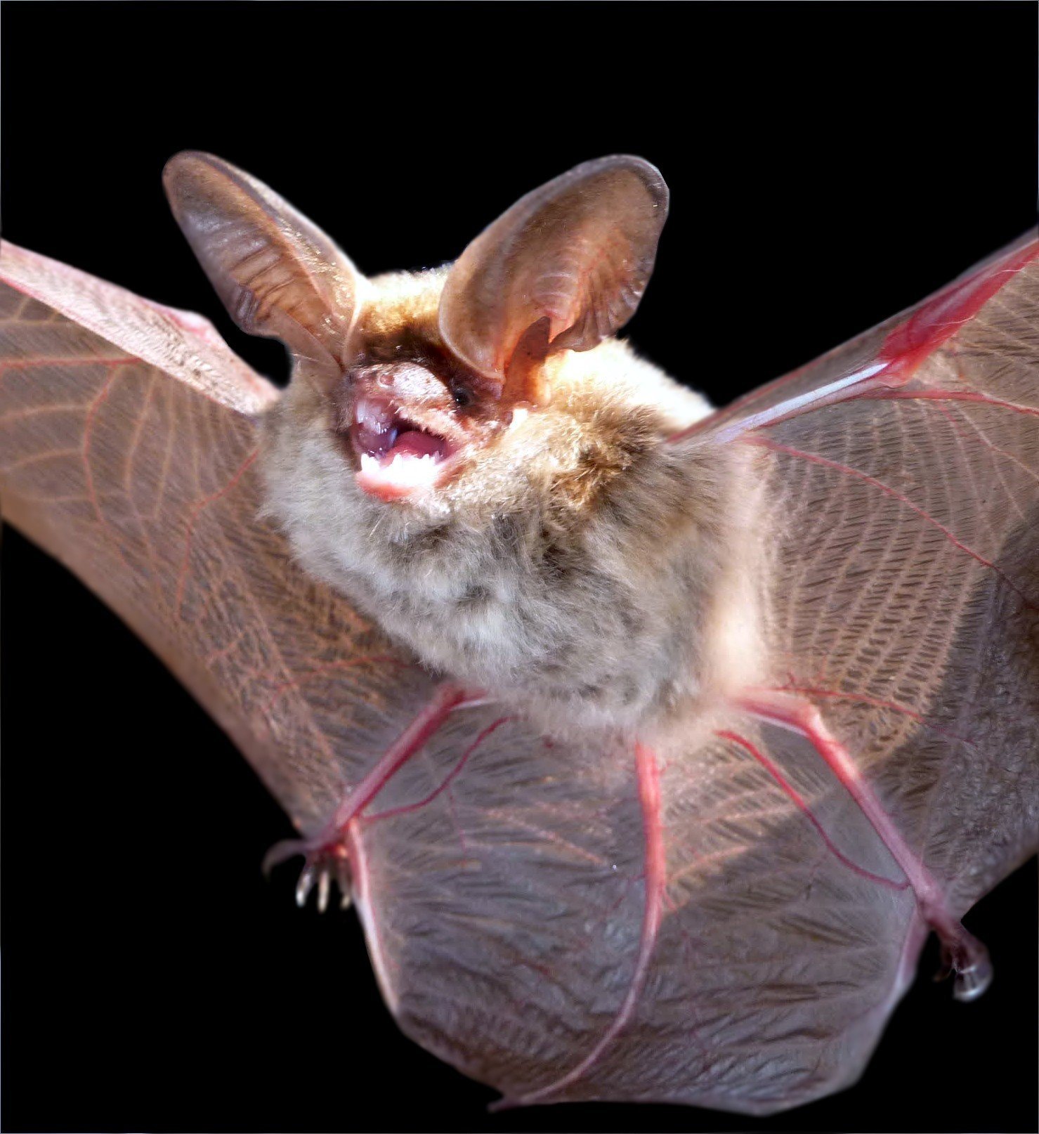 Histiotus laephotis