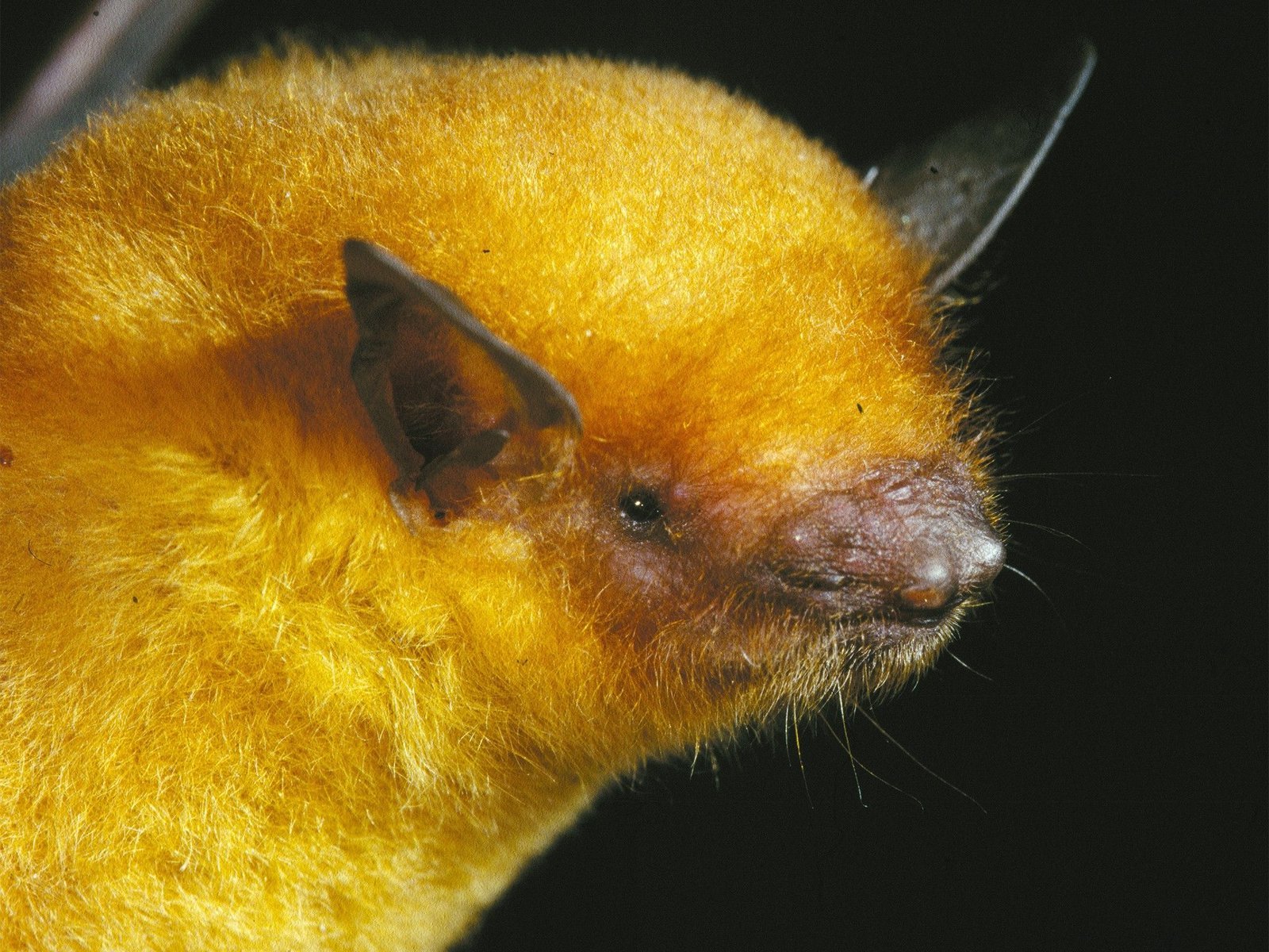 Beni 6