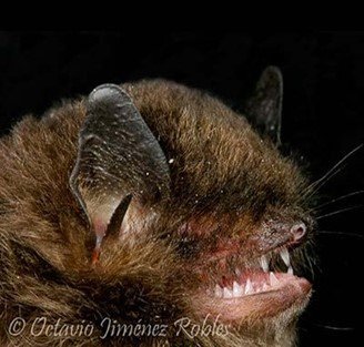 Myotis oxyotus