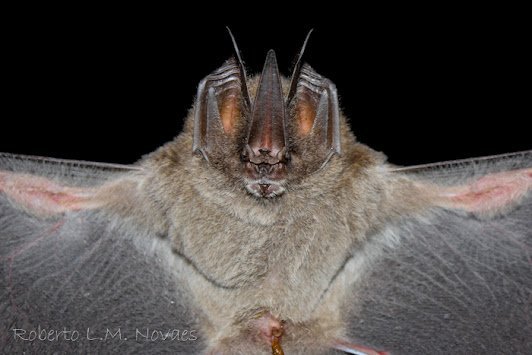 A BR 007 FLONA Carajás Lonchorhina aurita