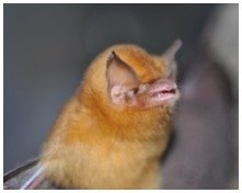 Natalus macrourus