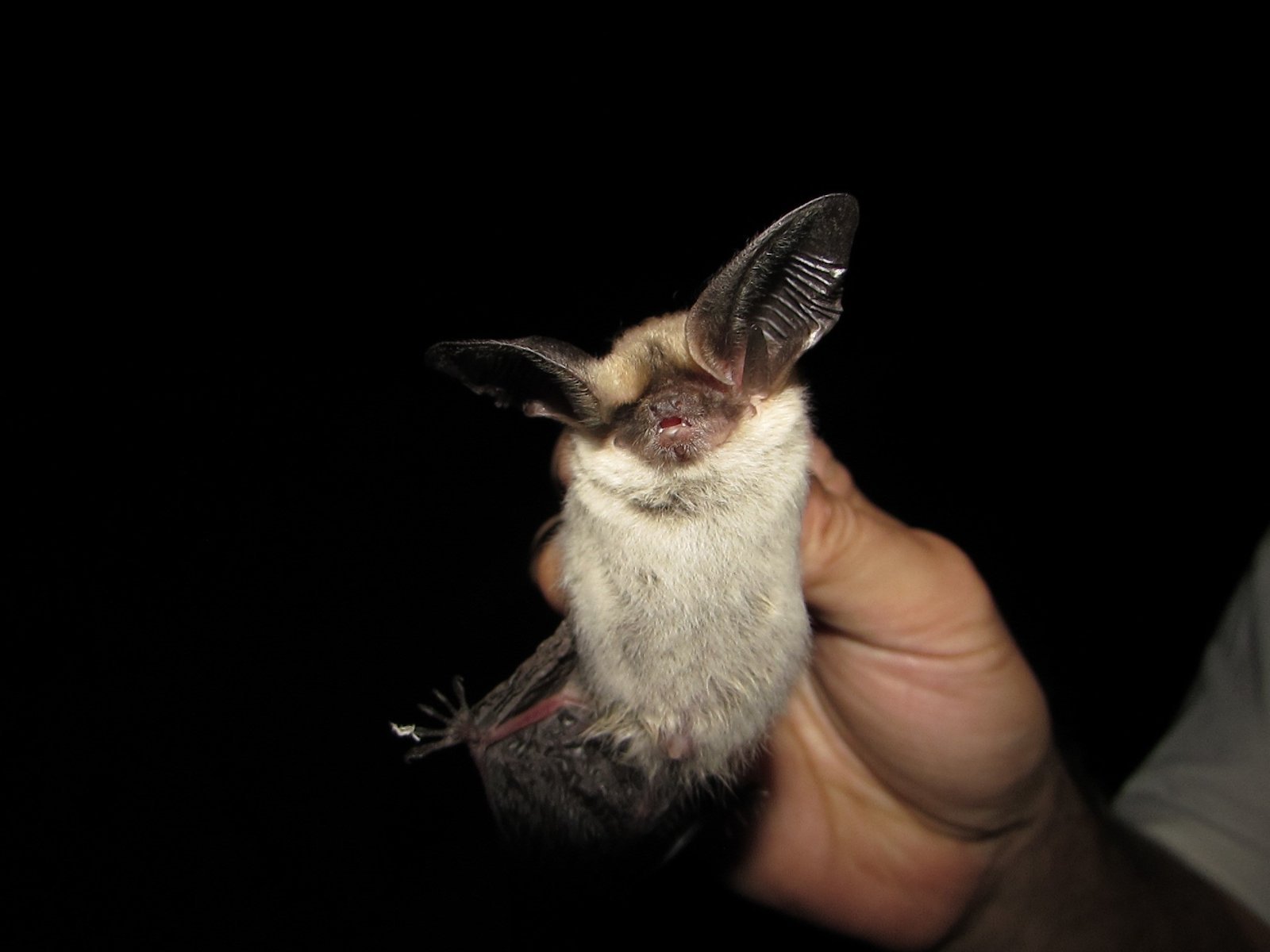 Histiotus macrotus