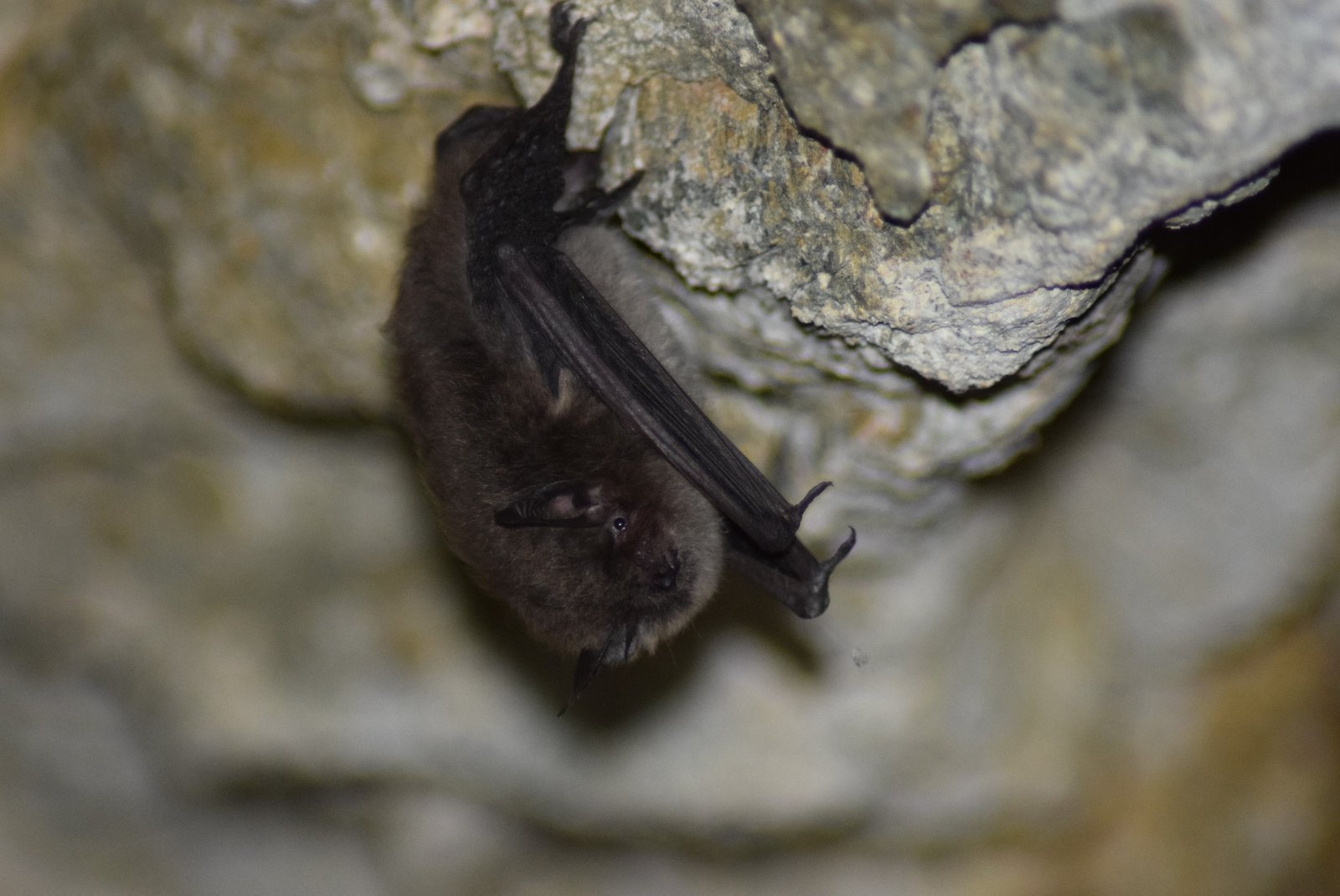 Myotis chiloensis