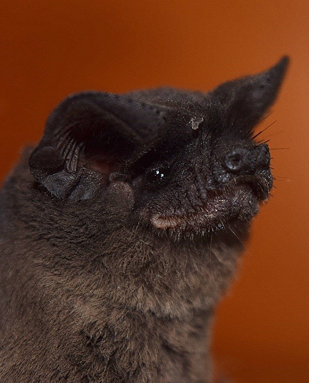 Tadarida brasiliensis