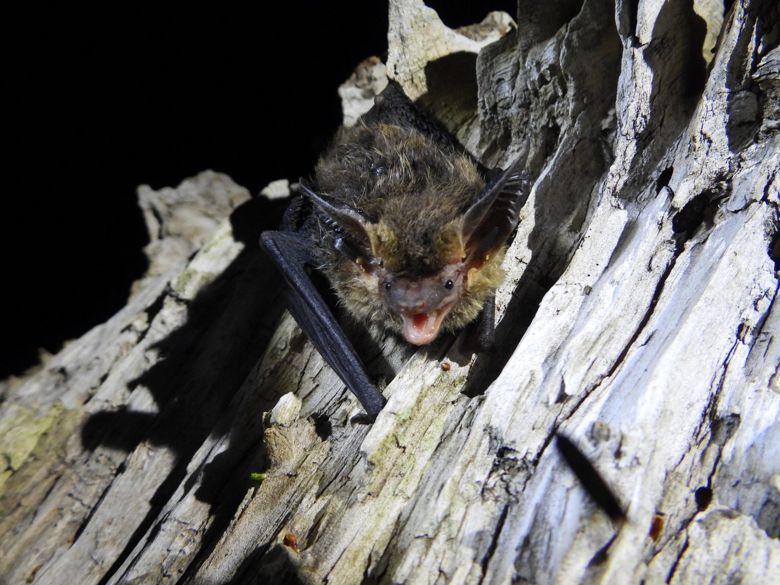 Pteronotus quadridens