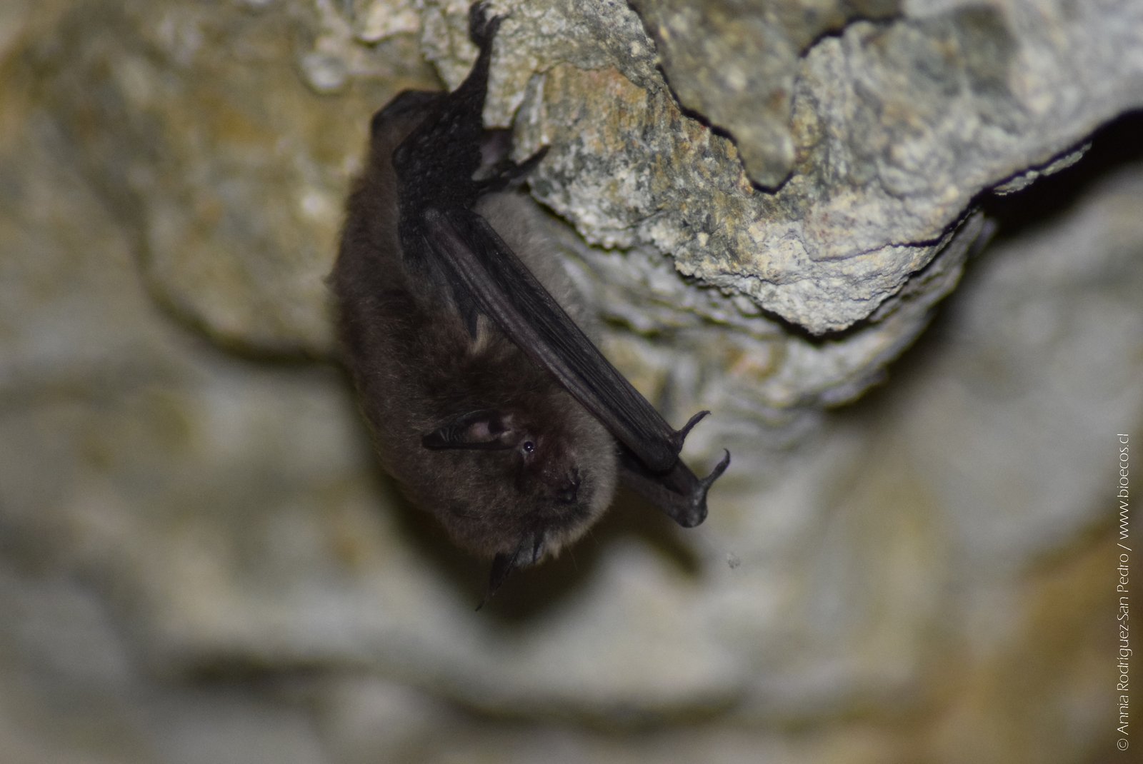Pteronotus portoricensis