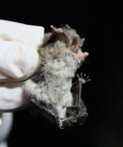 Myotis atacamensis