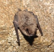 Myotis chiloensis