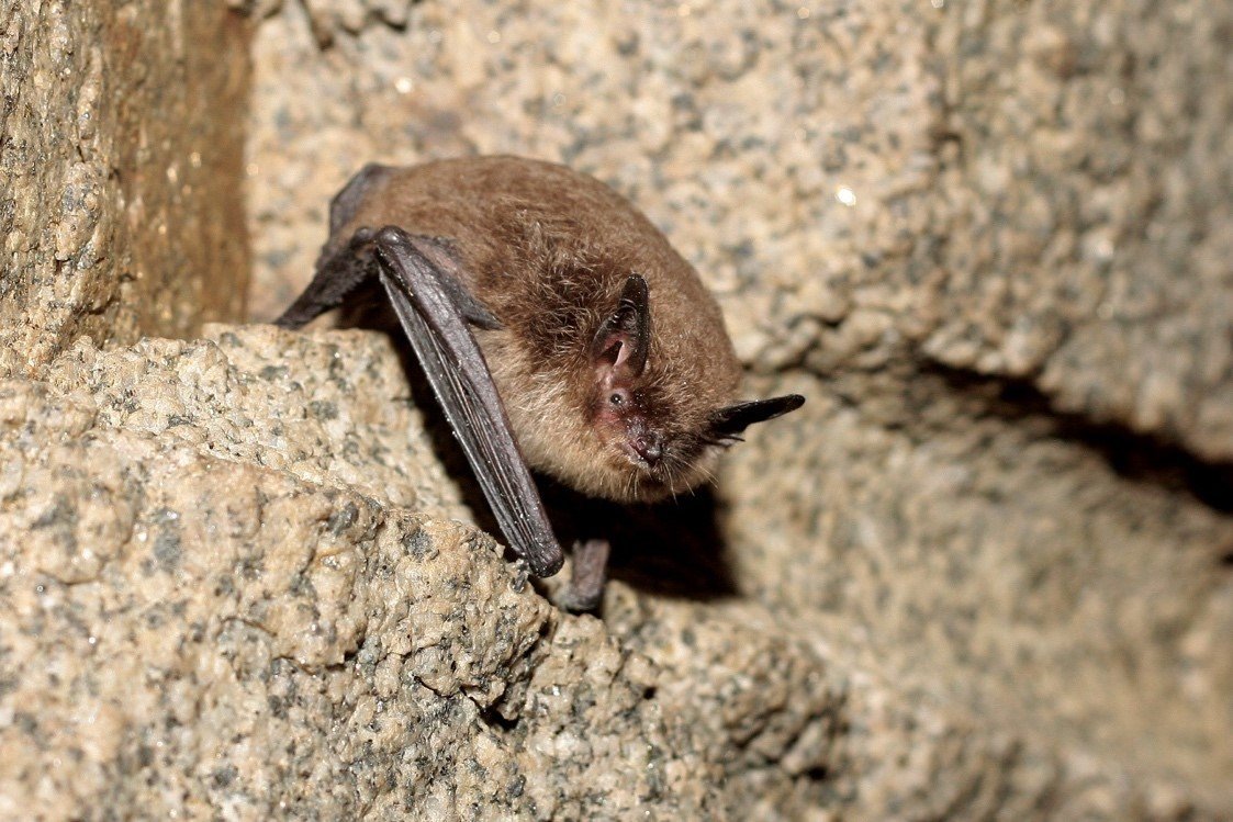 Myotis chiloensis