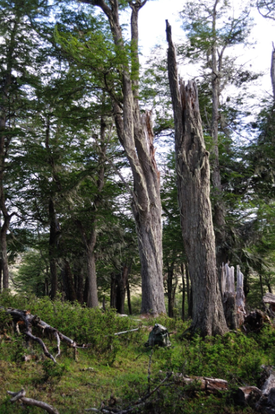 Refugio de M. chiloensis
