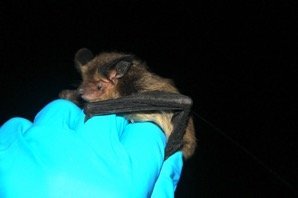 Histiotus magellanicus