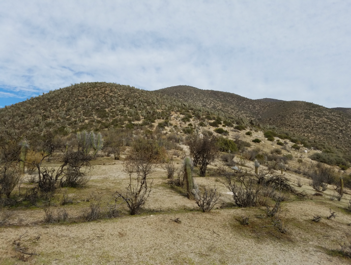 Matorral xerofítico