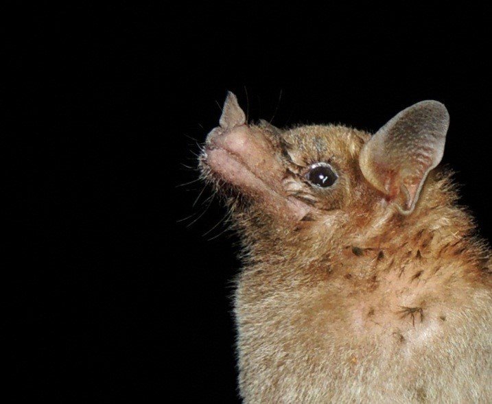 Leptonycteris curasoae