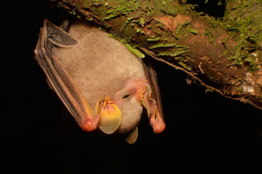 Mesophylla macconnelli