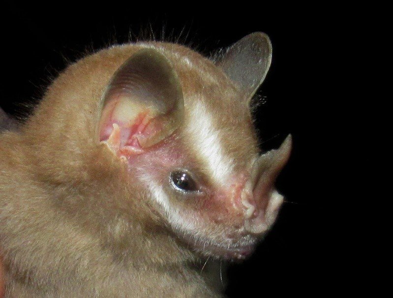 Platyrrhinus helleri