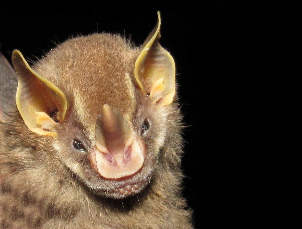 Vampyressa thyone