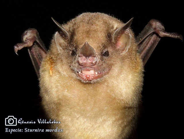 Sturnira mordax de la Carpintera