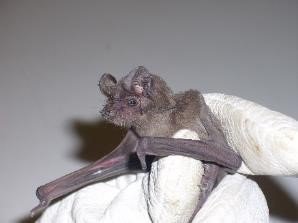 Tadarida brasiliensis