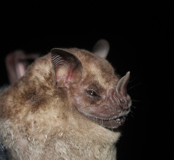 Artibeus fraterculus A EC 014 