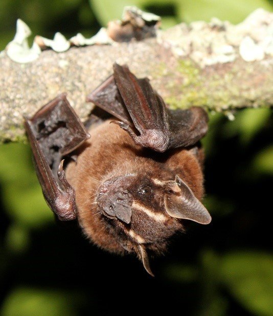 Enchisthenes hartii