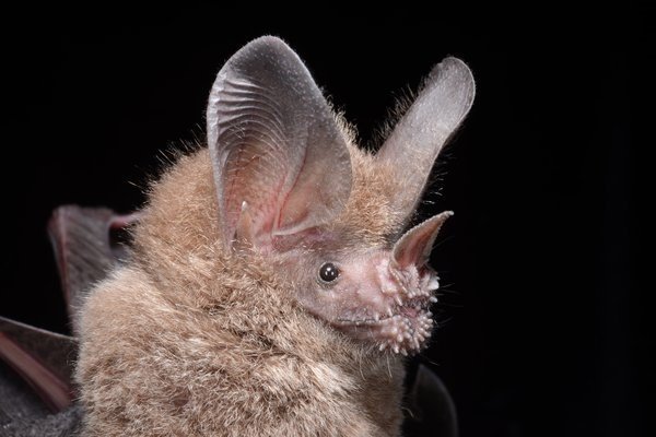 Trachops cirrhosus