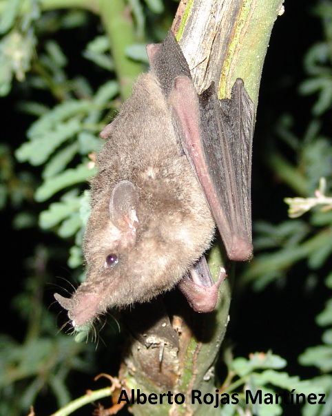 Choeronycteris mexicana