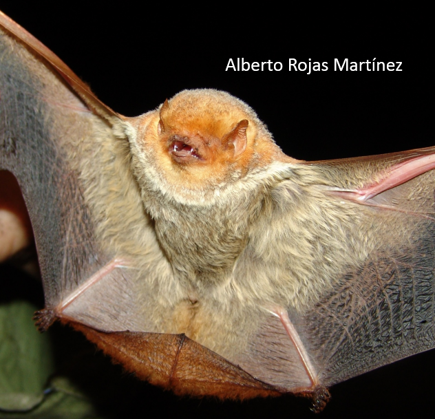 Lasiurus blossevillii