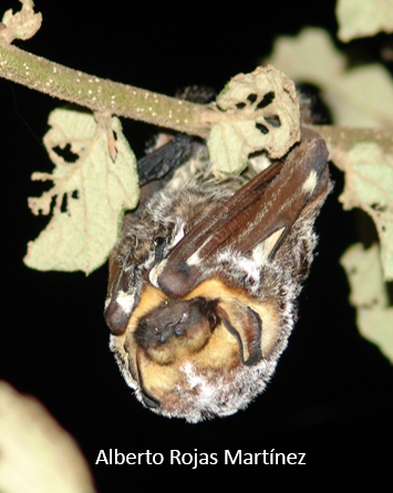 Lasiurus cinereus