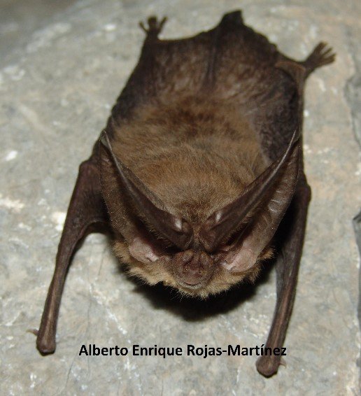 Corynorhinus mexicanus