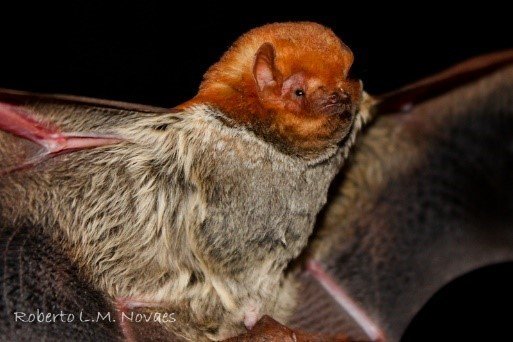 Lblossevillii
