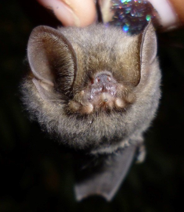 A.schnabliiPariñas