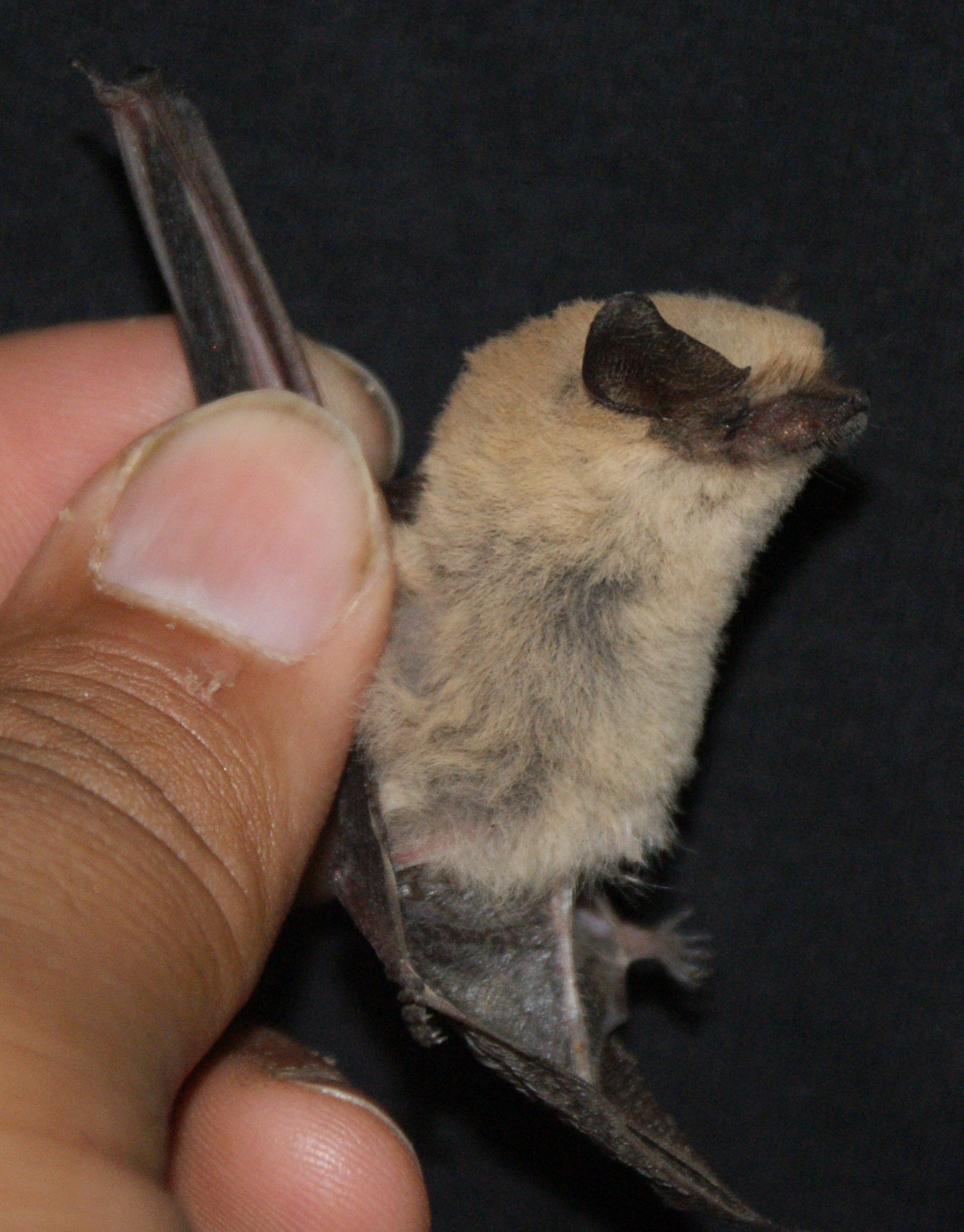 T.ravusPariñas