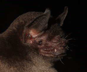 P.personatus TingoMaría