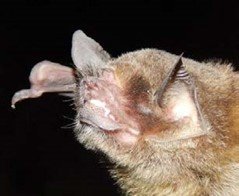 Pteronotus quadridens