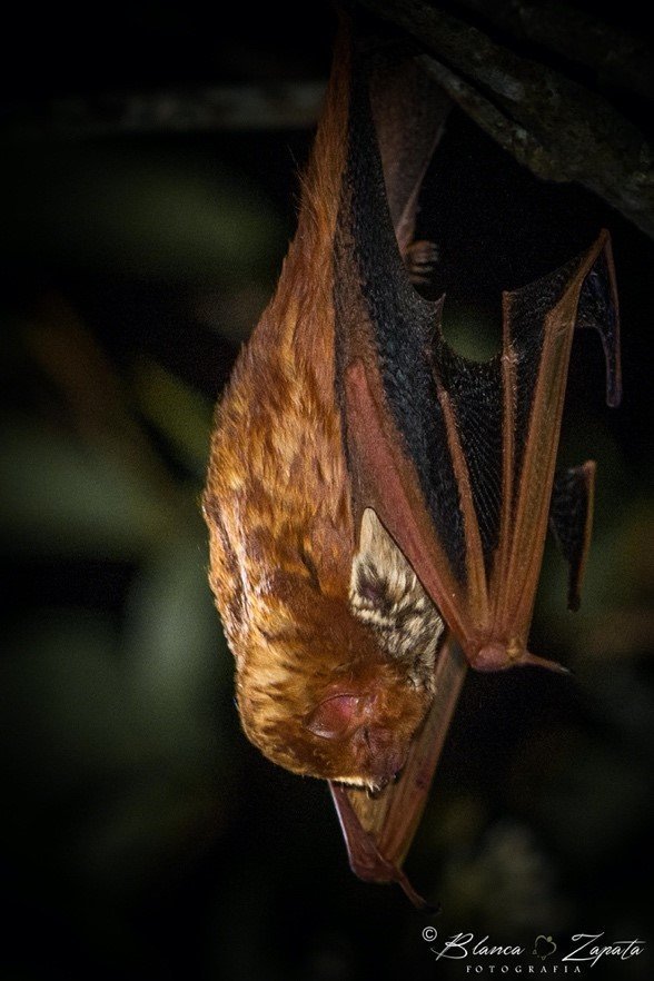 Lasiurus blossevillii