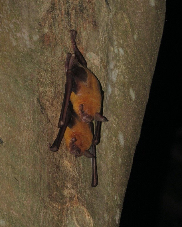Noctilio leporinus