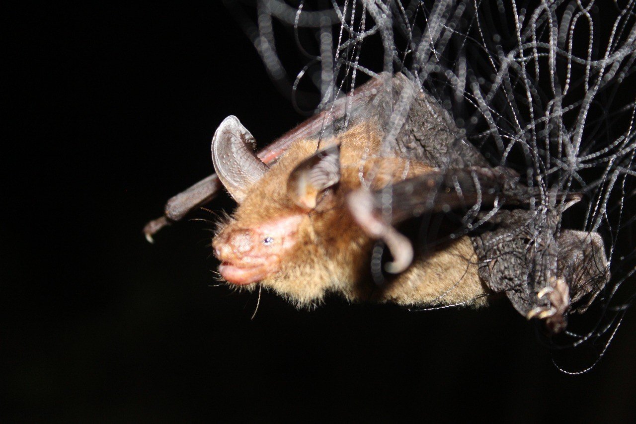 B. dubiaquercus 2