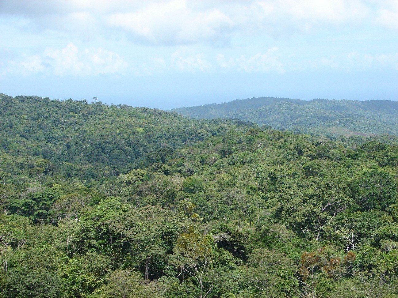 Bosque siempreverde Alto Chagres Panamá