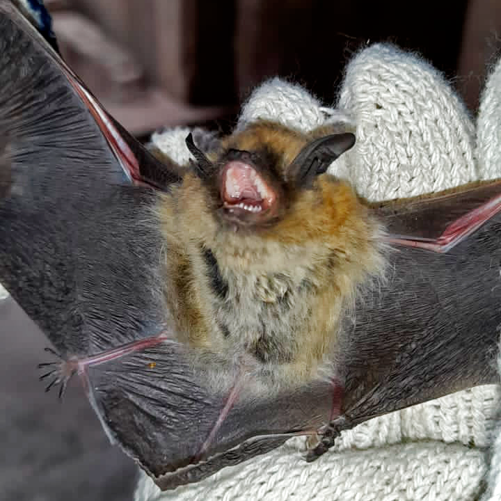 Pteronotus quadridens