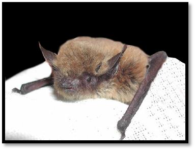 Myotis dinellii