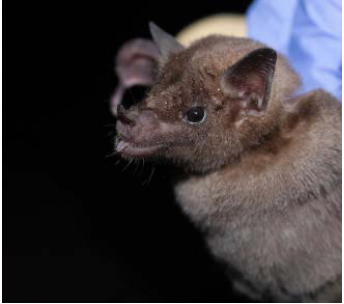 Leptonycteris curasoae