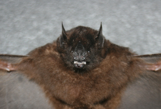 Rhinophylla alethina