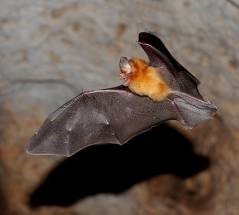 Natalus primus